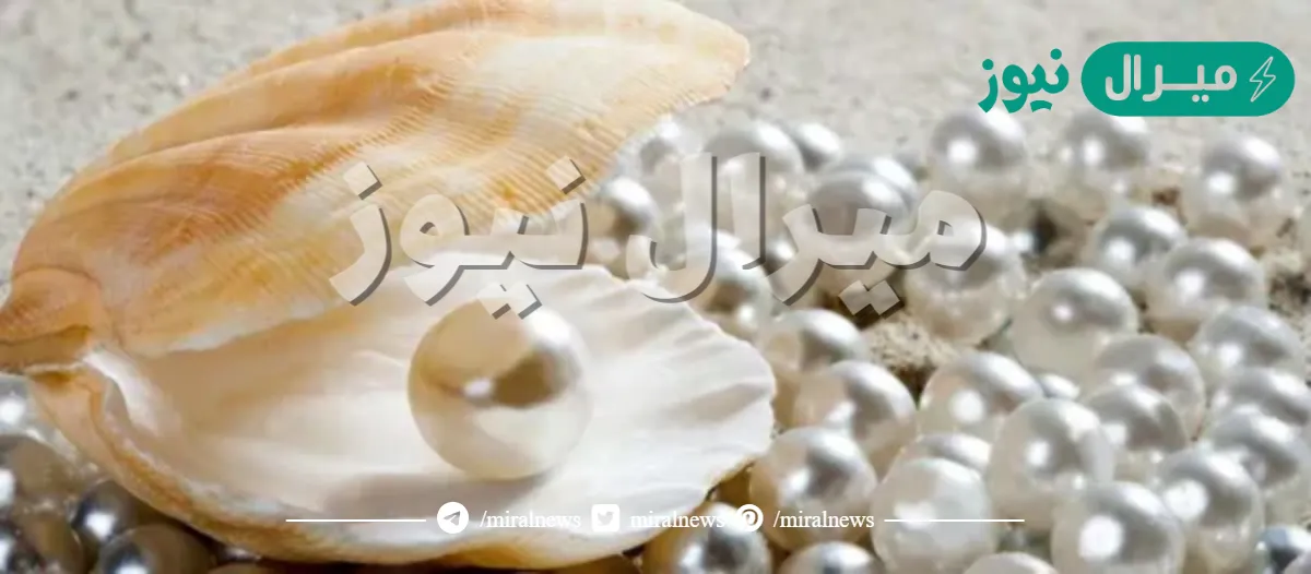 يطلق على التاجر الذي يبيع اللؤلؤ