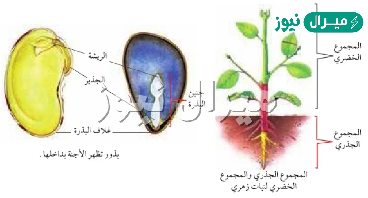 أي جزء من أجزاء النباتات الزهرية يحمل البذور