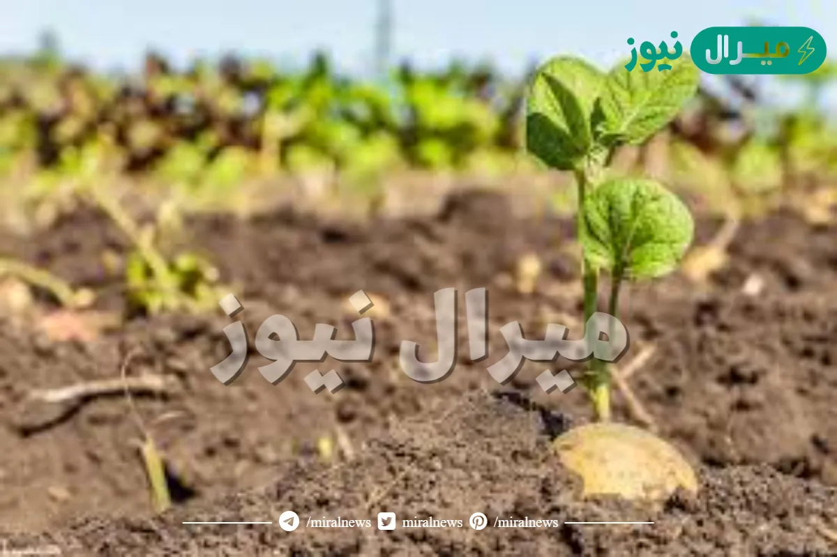 إذا زرع عبد الرحمن 67 ٪ من مساحة حديقته البالغ مساحتها 598 م2 نعناعًا ، فإن أحد أفضل التقديرات للمساحة المزروعة نعناعًا بالأمتار المربعة هو