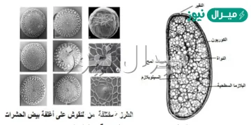الطور الذي لا يتغذى في الحشرات هو طور