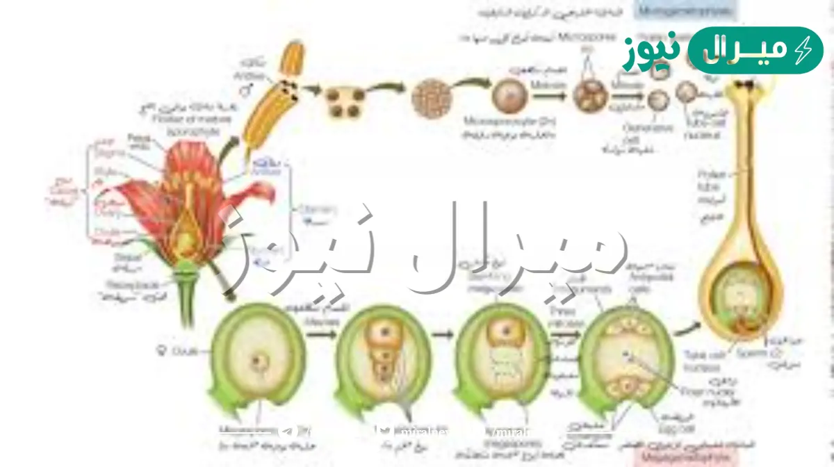 الطور السائد في النباتات البذرية هو الطور