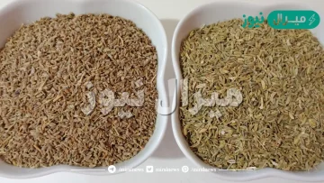 الفرق بين اليانسون والشمر