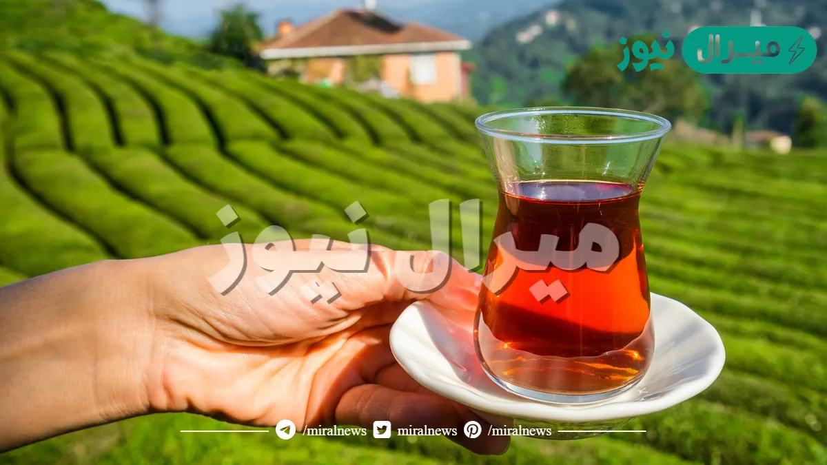الموطن الاصلي للشاي