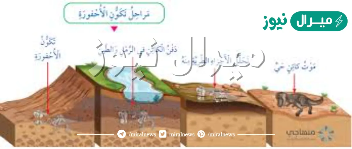 اي مما يلي انسب لتكون الاحافير