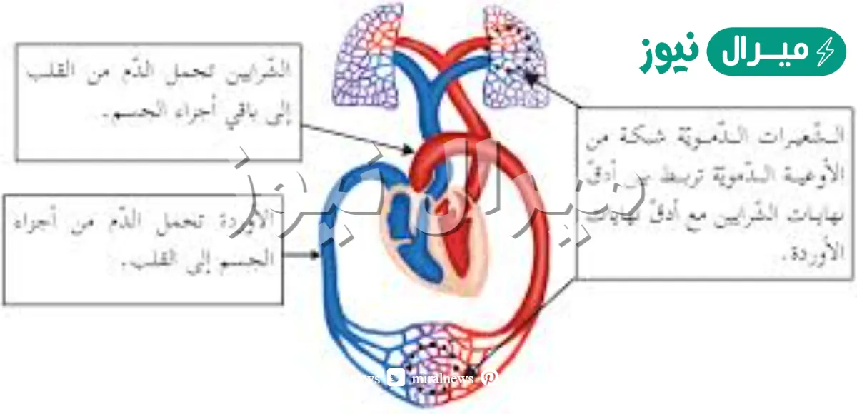 اين تحدث عملية تبادل الغازات والغذاء والفضلات