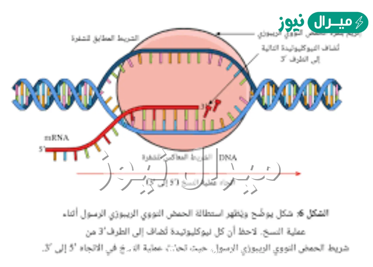 بما يبدأ بناء سلسلة dna الجديد