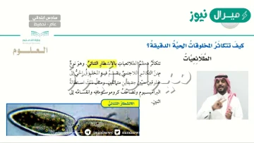 تتكاثر الطلائعيات عن طريق