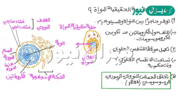 تتكون النواه من