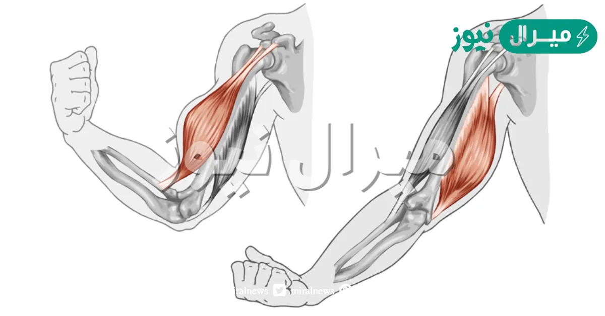 تتم حركة اليد بفعل زوج من العضلات الهيكلية تعمل معًا فعند انقباض إحدى العضلتين فالأخرى