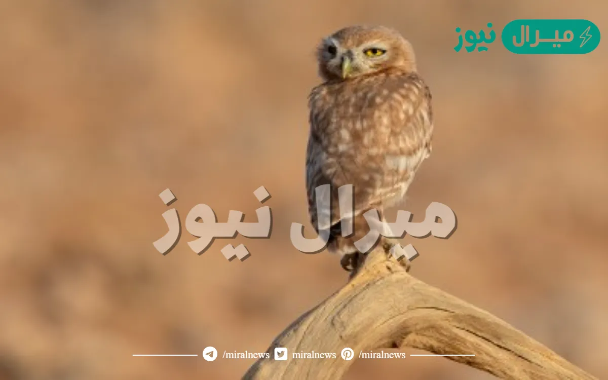 تلف البومة رأسها بزاوية 270 درجة 1 صح 2 خطأ