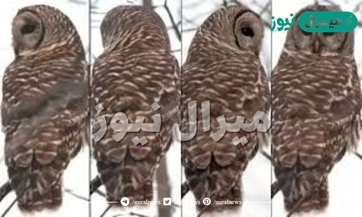 تلف البومة راسها بزاوية ٢٧٠ درجة