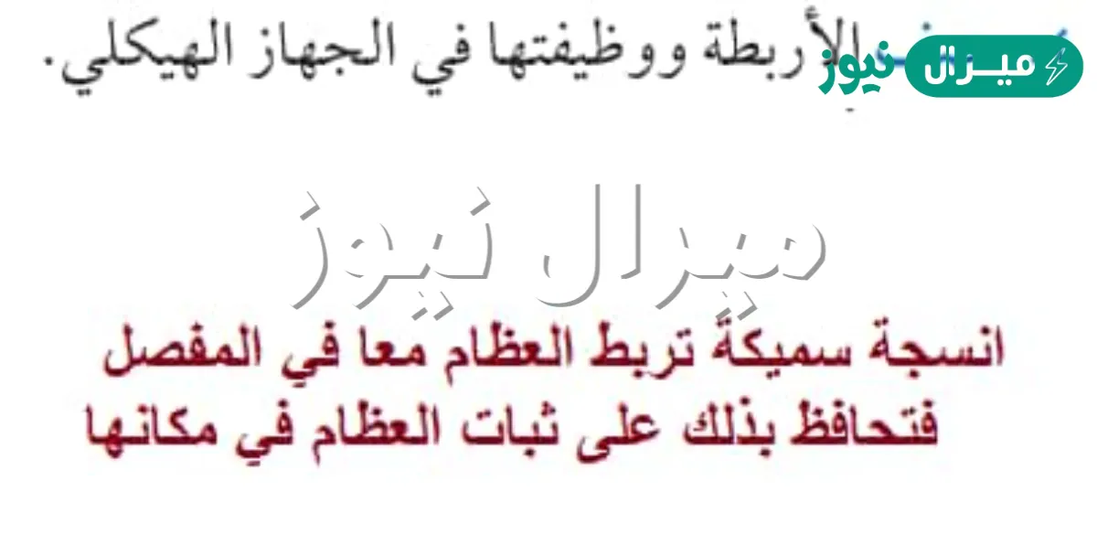 صف الاربطه ووظيفتها في الجهاز الهيكلي