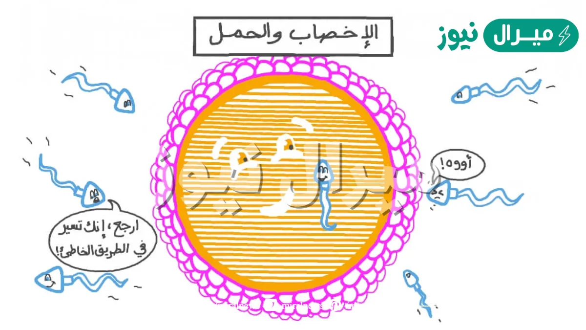 صف التغيرات التي تحدث للاقحه في الاسبوع الاول بعد الاخصاب