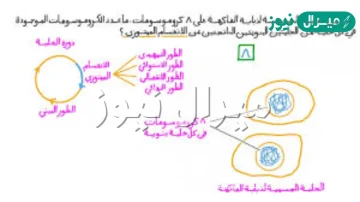 عدد الخلايا الناتجة في الانقسام المتساوي