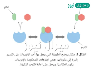 في جسم الانسان تعد الانزيمات من المواد