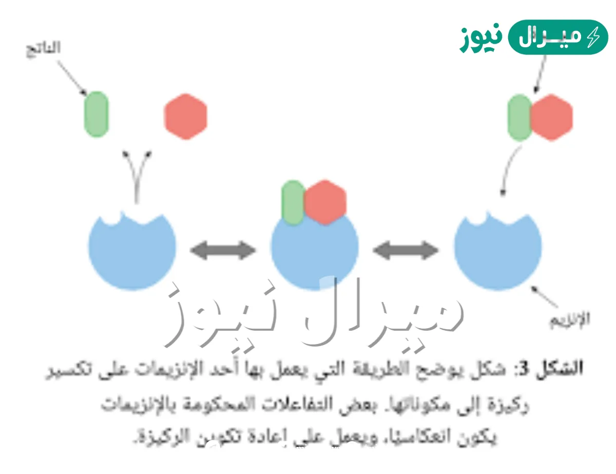 في جسم الانسان تعد الانزيمات من المواد