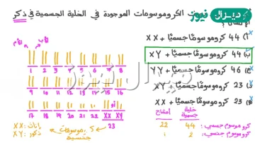 كم عدد الكروموسومات الموجودة في الخلية الجسمية للإنسان