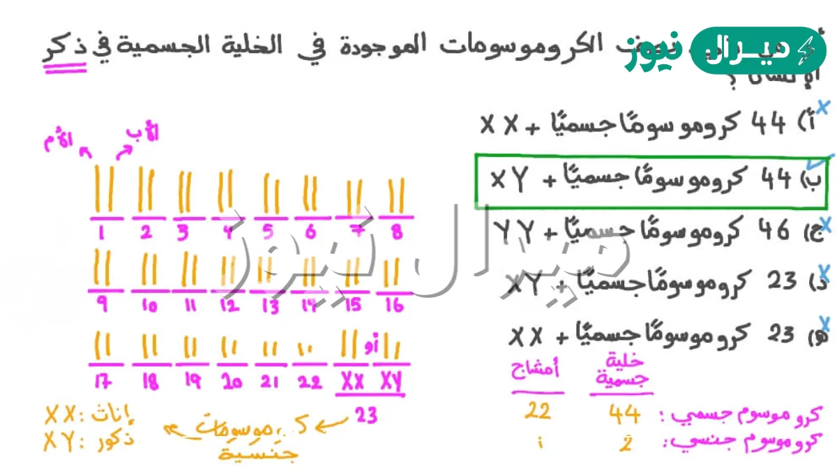 كم عدد الكروموسومات الموجودة في الخلية الجسمية للإنسان