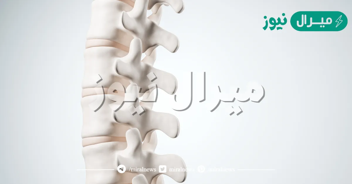 كم عدد فقرات عنق الانسان ؟