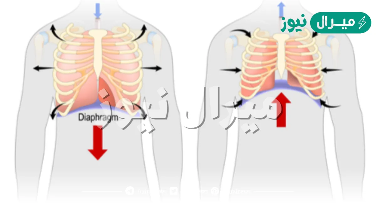 كيف يساعد الحجاب الحاجز على التنفس