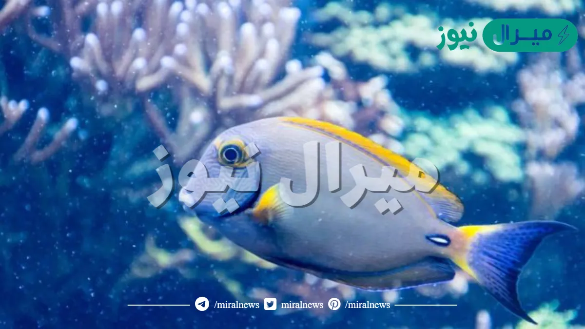 لاتحتاج الأسماك التي تعيش في الأعماق إلى مثانة العوم
