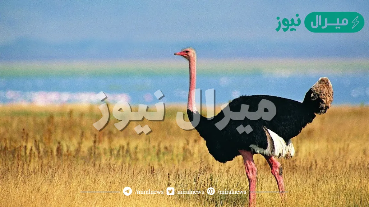 لماذا تحتاج الطيور التي لاتطير مثل النعامة إلى الريش؟