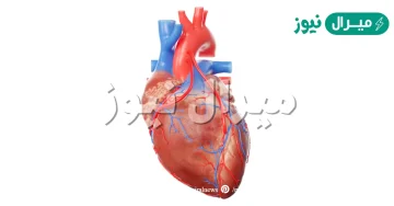 لماذا سمي القلب قلب