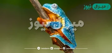 لماذا لا تستطيع البرمائيات العيش بصوره دائمه على اليابسة