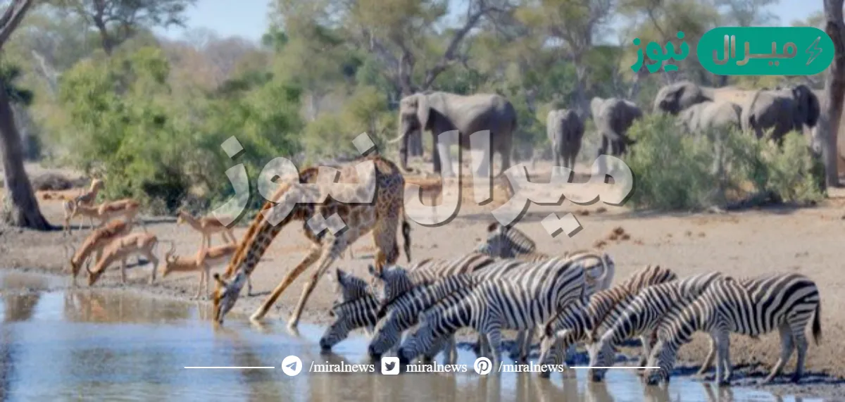 ما الذي تحتاج اليه المخلوقات الحية لكي تعيش