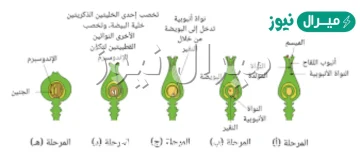 ما الذي يصف جنين النباتات الزهرية