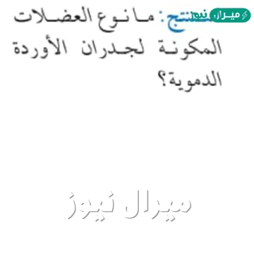 ما نوع العضلات المكونه لجدران الاورده الدمويه