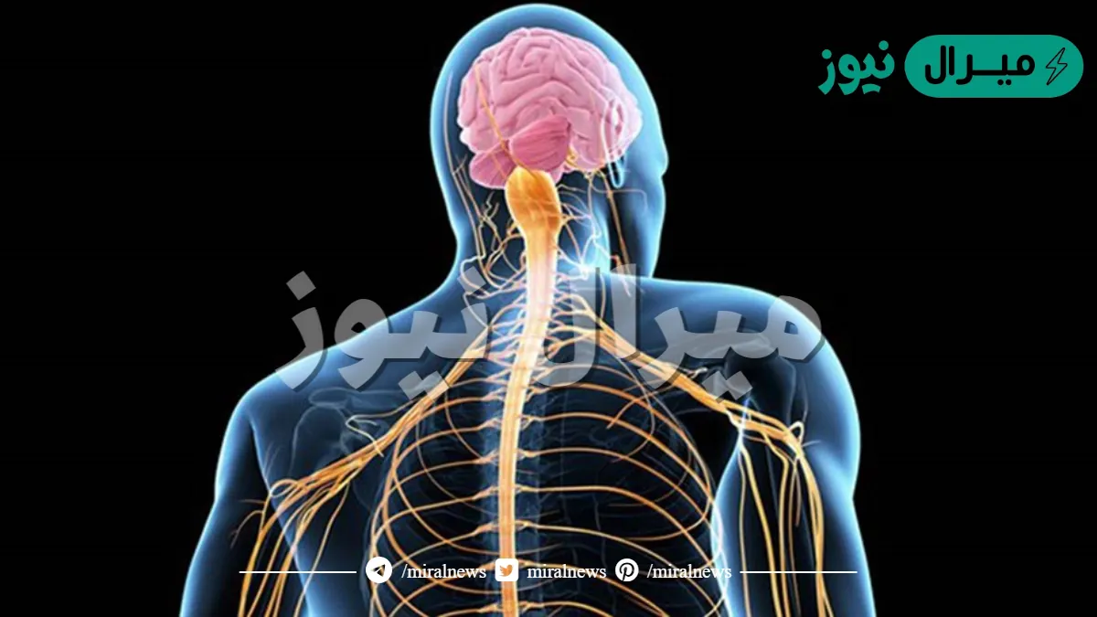 ما هو التصلب الجانبي الضموري