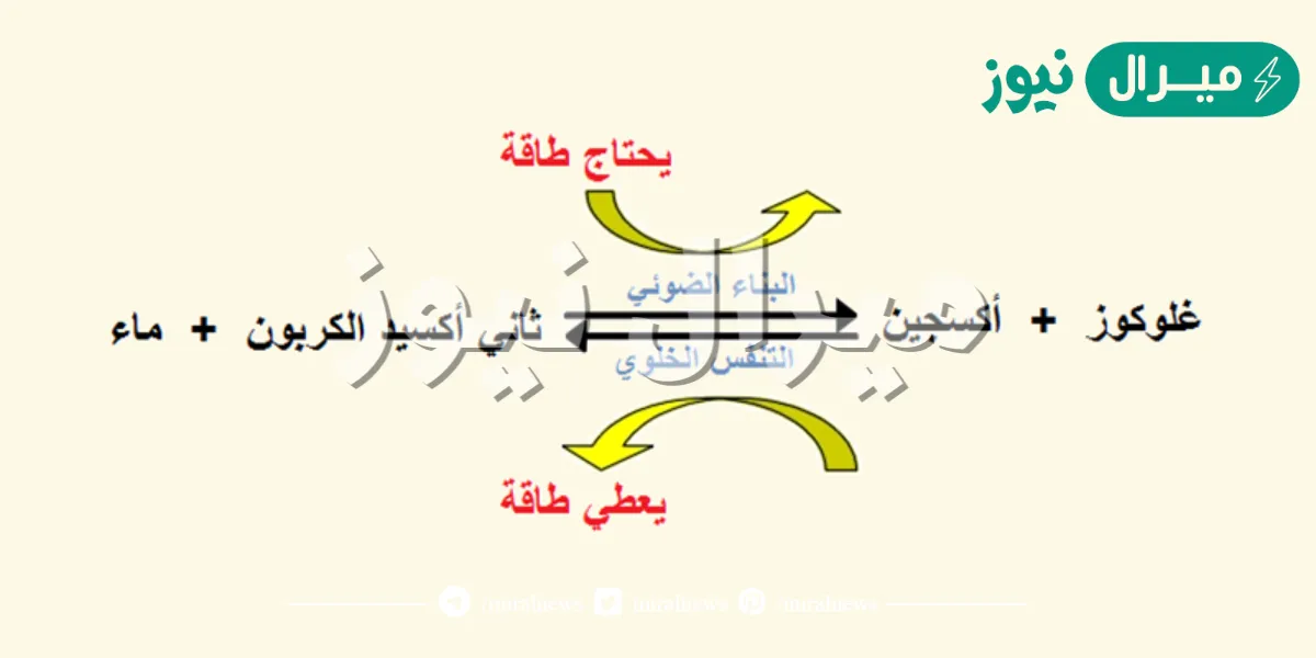 ما هو التنفس الخلوي