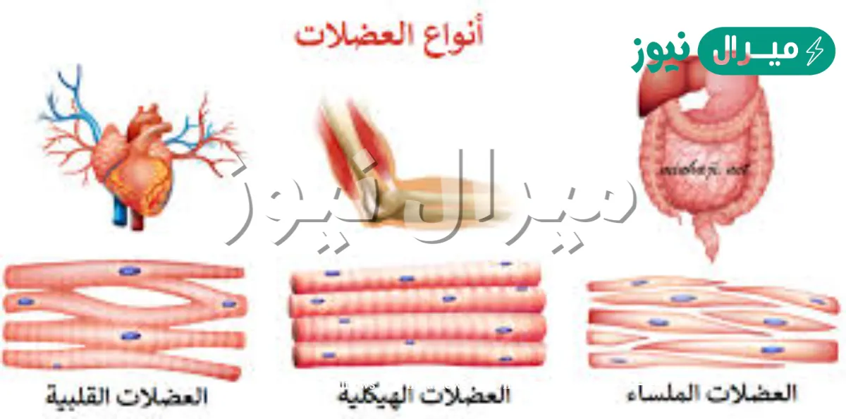 ما هي انواع العضلات في جسم الانسان