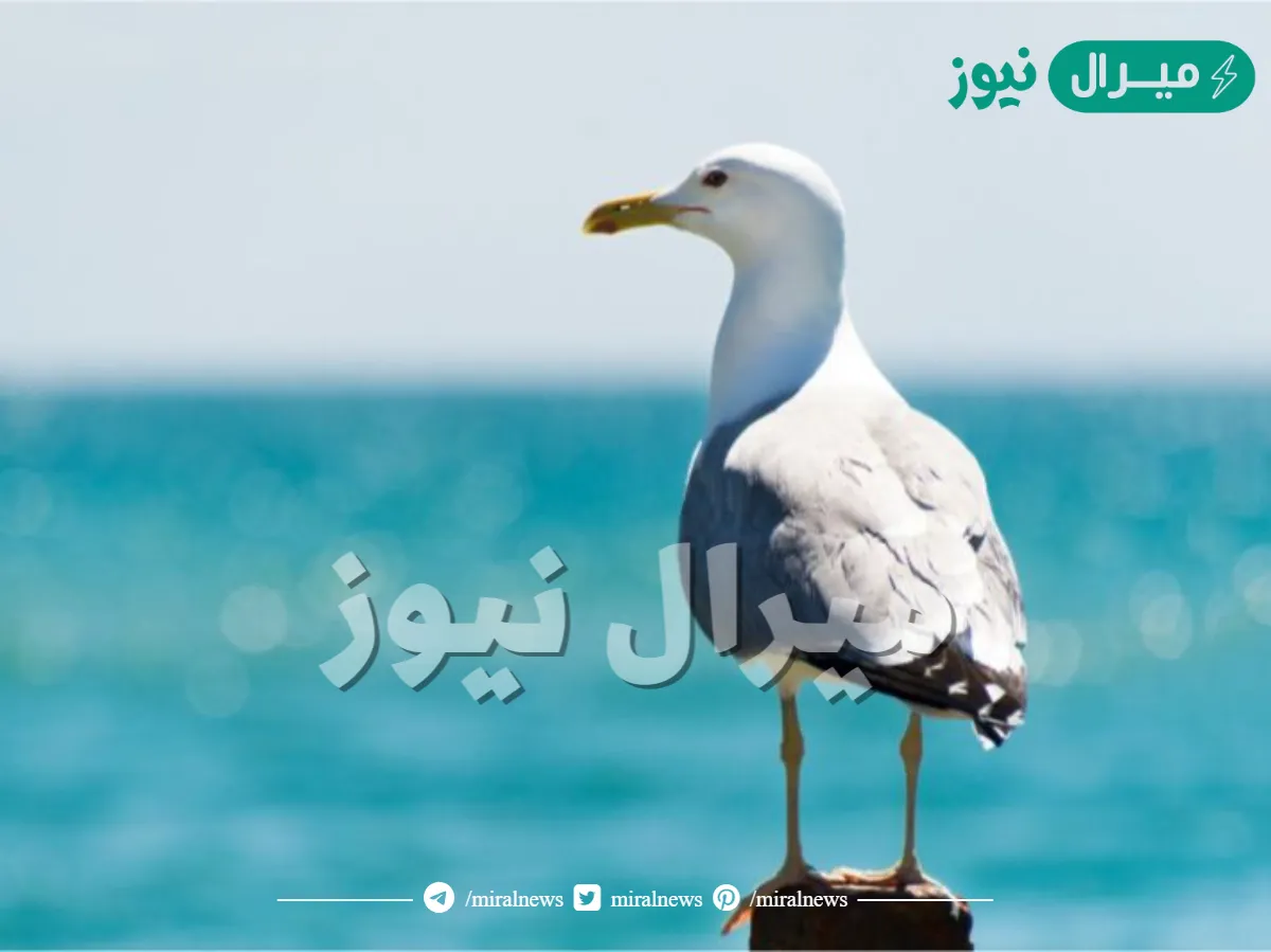 ماذا تعرف عن طائر النورس