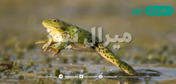 ماذا يسمى صوت الضفدع