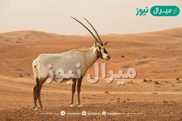 من الحيوانات البرية التي تعيش في المملكة العربية السعودية