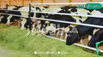 موعد صرف إعانة مربي الماشية