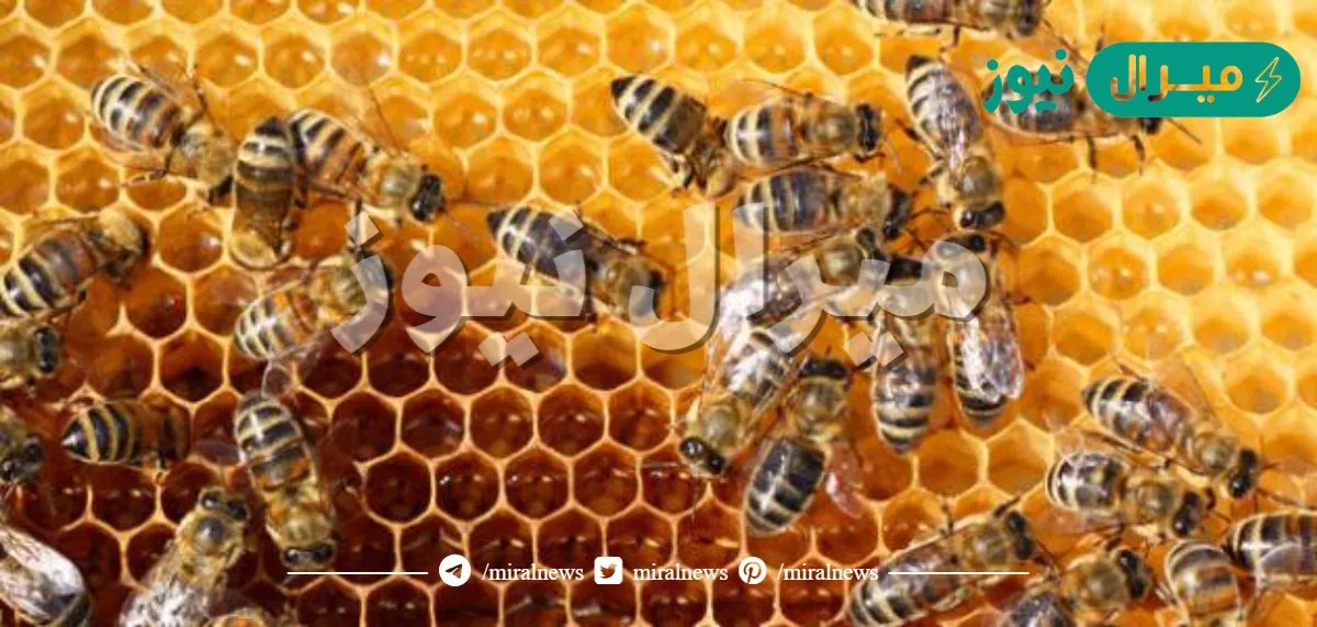 هل يتخاطب النحل عن طريق الرقص