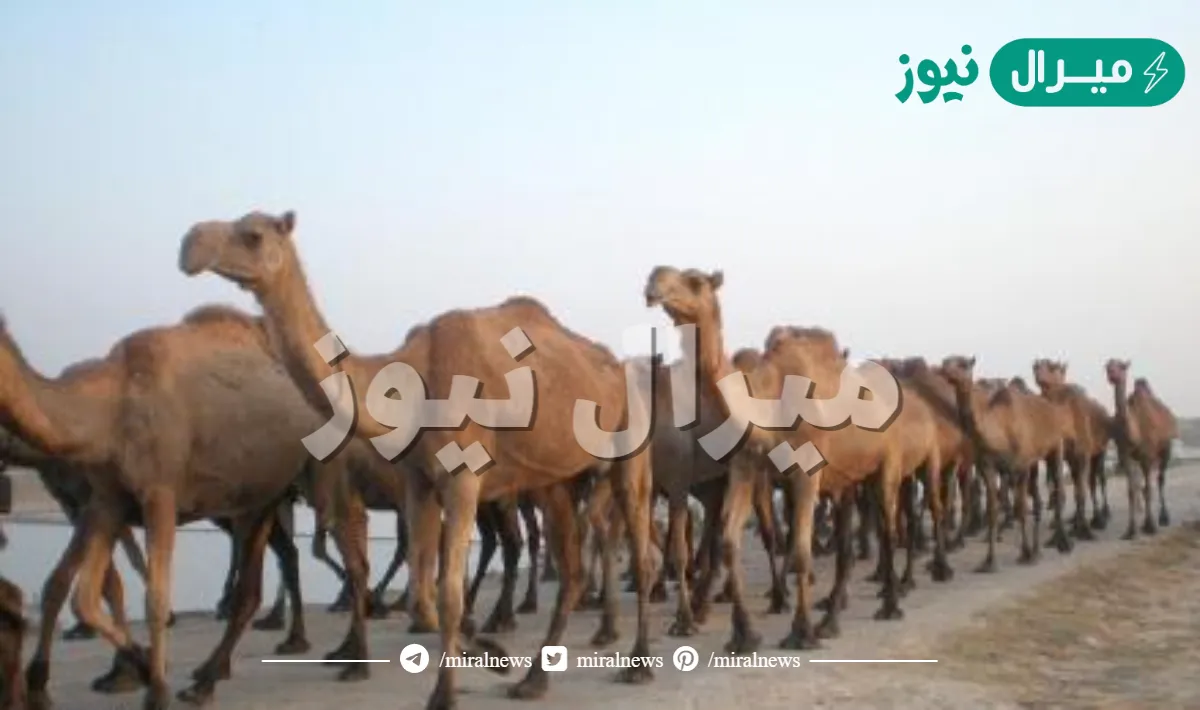 يالله انا طالبك حمر هوى بالي كلمات