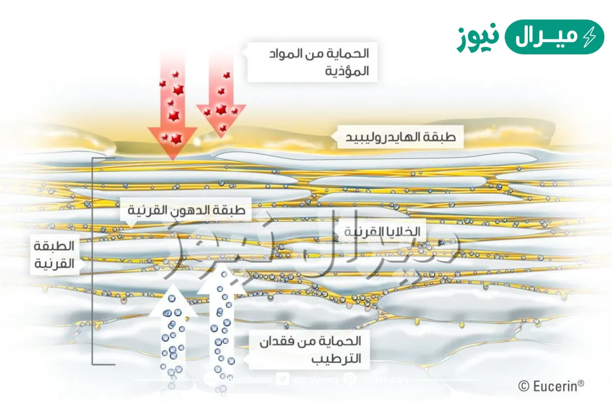 يتكون الجلد من ثلاث طبقات ويعمل على عدة وظائف ضرورية