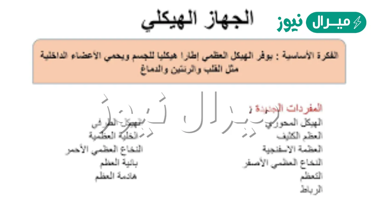 يوفر الجهاز الهيكلي