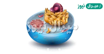 أي أجزاء الخلية يقوم بوظيفة التحكم في نشاطات الخلية