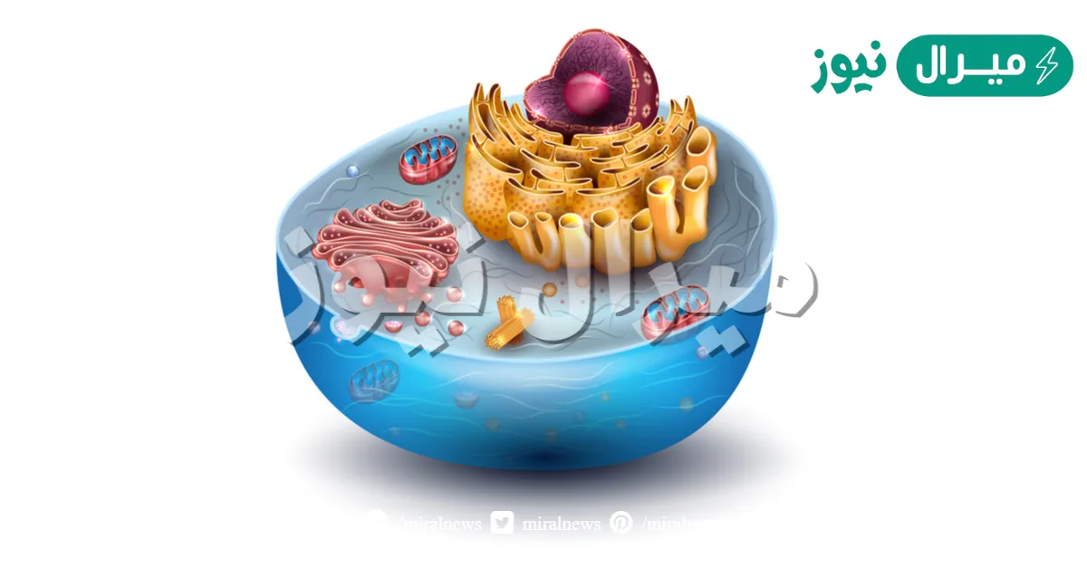 أي أجزاء الخلية يقوم بوظيفة التحكم في نشاطات الخلية