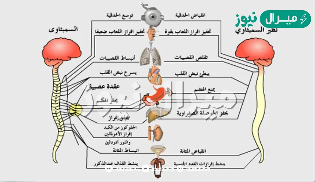 أي مما يأتي ينتج عن عمل الجهاز العصبي السمبثاوي