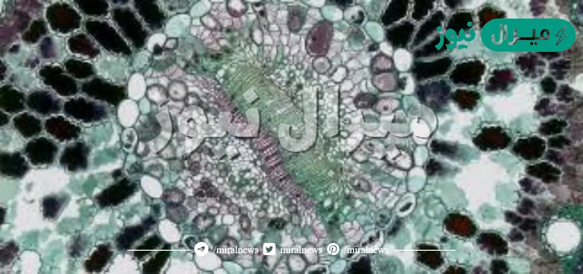 أي مما يلي يتحكم في مرور المواد من الخلية واليها؟