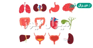 اجهزة السيطرة في الجسم