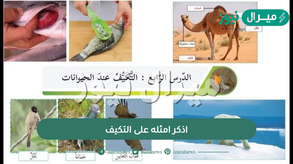 اذكر امثله على التكيف