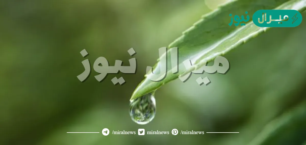 اكتب ثلاث خصائص مشتركة بين النباتات