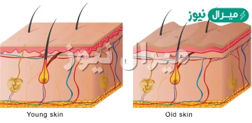 الادمه هي طبقه من الخلايا توجد اسفل البشره وهي اسمك من البشره صح او خطا